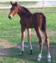 Balta' Czar filly