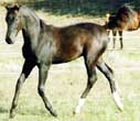 Balta' Czar colt