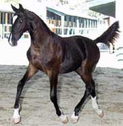 Czartanian