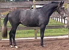 Torino at 2 yrs of age