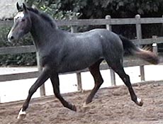 Torino at 2 yrs of age