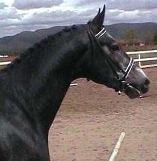 Torino at 3 yrs of age