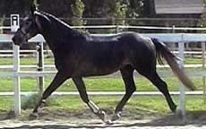 Torino at 3 yrs of age